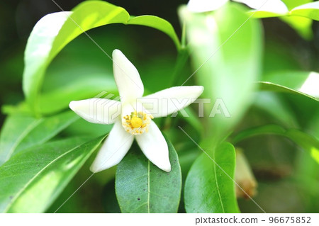 Tachibana (Tachibana) resembling mandarin orange flowers Tachibana (Tachibana) resembling mandarin orange flowers 96675852
