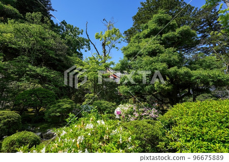 Oki @ Ishikawa covered with young leaves in a Japanese garden looking up at the blue sky Oki @ Ishikawa covered with young leaves in a Japanese garden looking up at the blue sky 96675889