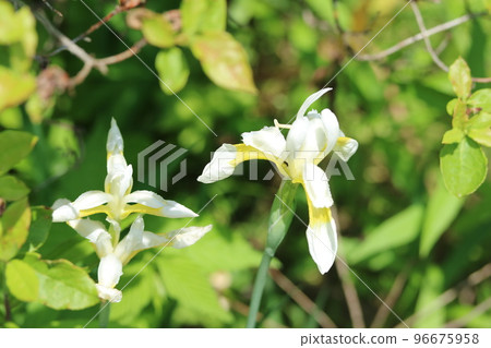 小白鳶尾 (iris) 白鳶尾 (white iris, white iris) 96675958