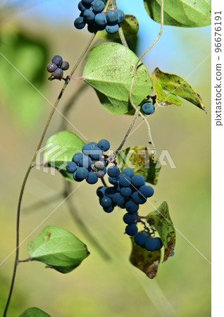 Blue berries of Aotsuzurafuji 96676191
