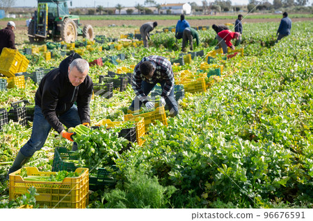 Man arranging crop of celery in boxes 96676591