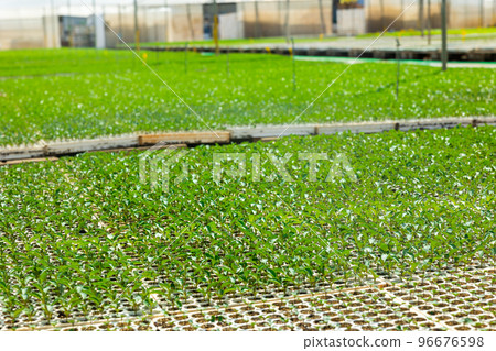 Fresh green seedlings in cassette tray in large greenhouse 96676598
