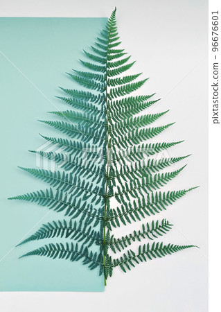 Natural fern leaf on border of green sheet of paper and on white background. Zero Waste concept Natural fern leaf on border of green sheet of paper and on white background. Zero Waste concept 96676601