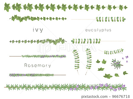 Leaf illustration decorative ruled line set (watercolor, ivy, eucalyptus, rosemary) Leaf illustration decorative ruled line set (watercolor, ivy, eucalyptus, rosemary) 96676718