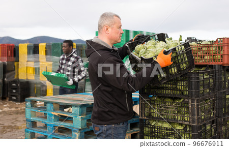 Mature man packing harvest of artichokes 96676911