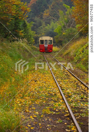 A trolley train going through an autumn-colored forest near Satomi Station on the Kominato Railway 96677488