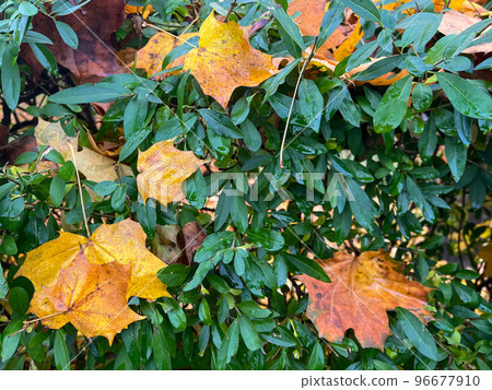 Wilted yellow leaves fallen from trees on evergreen bushes Wilted yellow leaves fallen from trees on evergreen bushes 96677910
