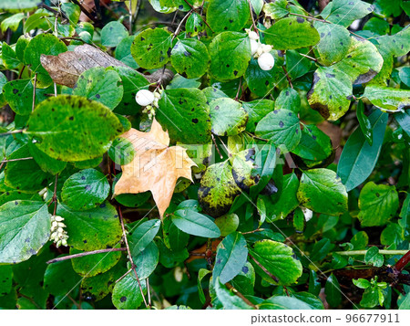 Wilted yellow leaves fallen from trees on evergreen bushes Wilted yellow leaves fallen from trees on evergreen bushes 96677911