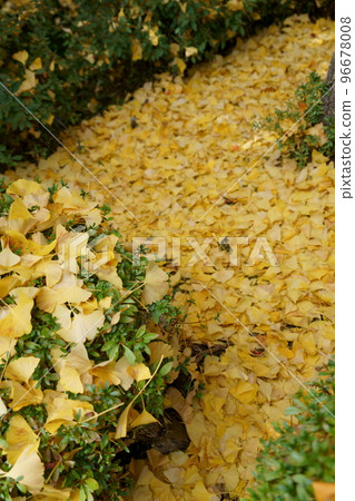 銀杏的Jutan 96678008