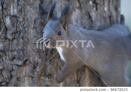 Ezoris no Mori 96678025