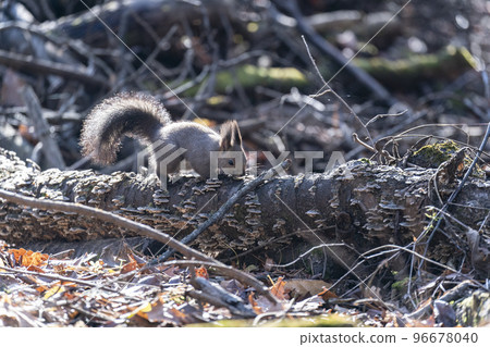 Ezoris no Mori Ezoris no Mori 96678040