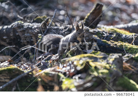 Ezoris no Mori Ezoris no Mori 96678041