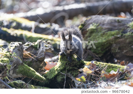 Ezoris no Mori 96678042