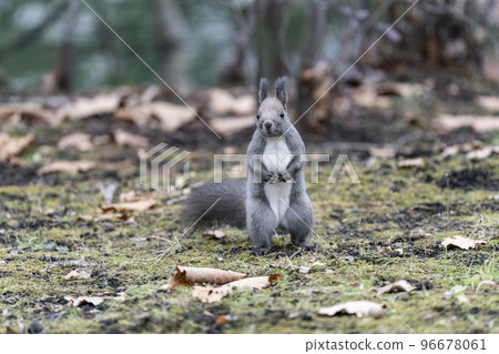 Ezoris no Mori Ezoris no Mori 96678061