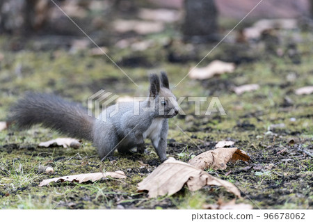 Ezoris no Mori Ezoris no Mori 96678062