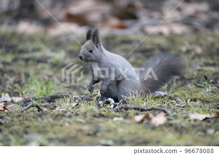 Ezoris no Mori Ezoris no Mori 96678088