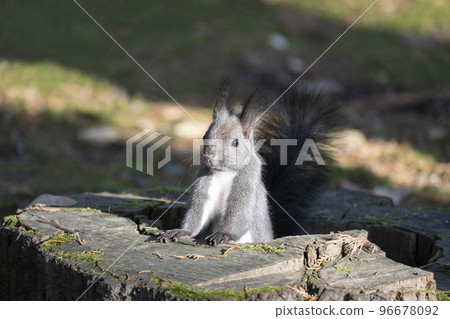 Ezoris no Mori Ezoris no Mori 96678092