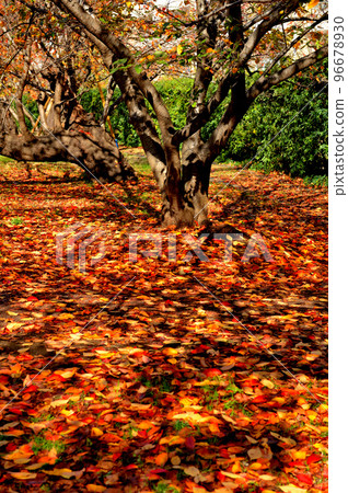 大田區多摩川沿岸的紅葉櫻花樹風光 大田區多摩川沿岸的紅葉櫻花樹風光 96678930