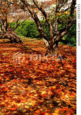 大田區多摩川沿岸的紅葉櫻花樹風光 96678933