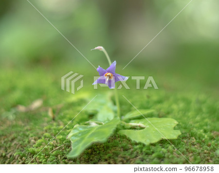 Rock tobacco blooming in Hase, Kamakura Rock tobacco blooming in Hase, Kamakura 96678958