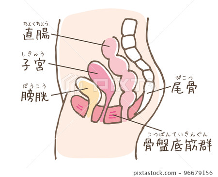 骨盆底肌肉圖解（線圖上色） 96679156