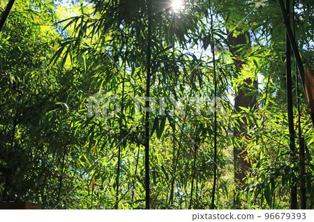 竹林, 圖片 96679393