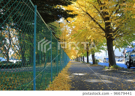 Row of ginkgo trees beside Iwate Prefectural Athletic Park 96679441