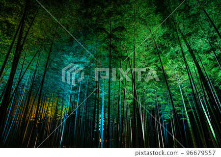 Kairakuen Garden _ Moso bamboo grove _ Illuminated scenery (Mito City, Ibaraki Prefecture) 96679557