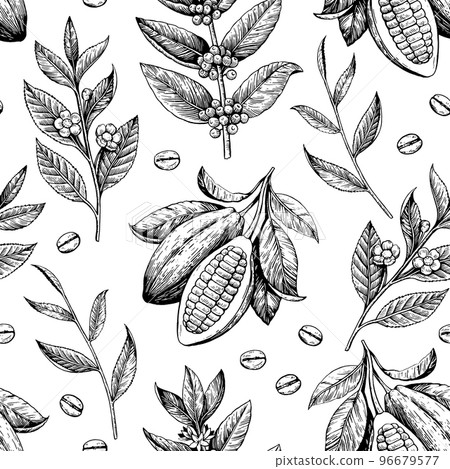 Cocoa beans, tea and coffee branches. Seamless pattern in engraving vintage antique style. Vector drawing 96679577