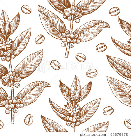 Coffee branches and beans. Seamless pattern in engraving vintage style. Vector drawing 96679578