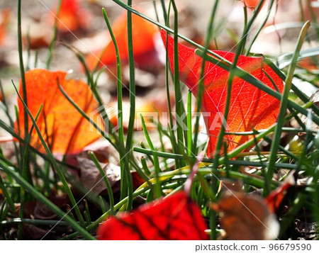 Chinese chive leaves and fallen leaves of nankin goby (Chinese leek and Nanjing hay under the autumn sunshine) Chinese chive leaves and fallen leaves of nankin goby (Chinese leek and Nanjing hay under the autumn sunshine) 96679590
