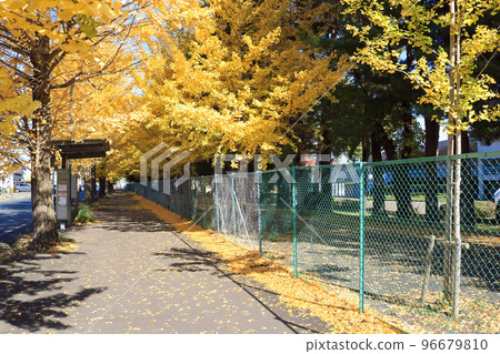 岩手縣立運動公園旁的一排銀杏樹 96679810