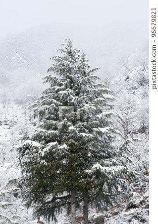 Snow scene 96679821