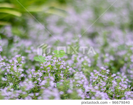 Cute little flowers Cute little flowers 96679840