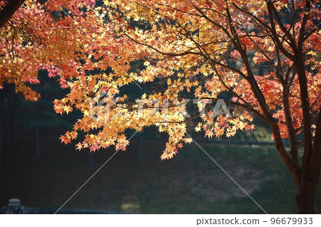 Fall trip, autumn scenery Fall trip, autumn scenery 96679933