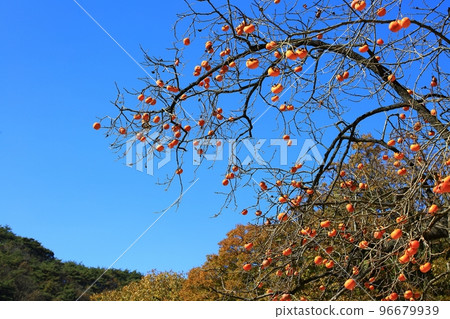 秋季旅行,秋天的景色 秋季旅行,秋天的景色 96679939