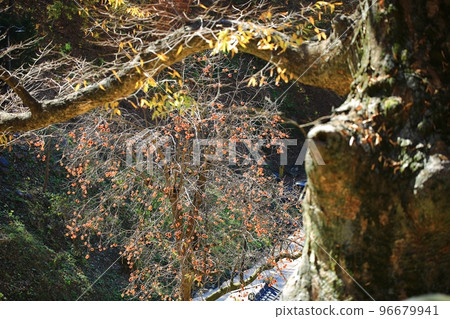 Fall trip, autumn scenery Fall trip, autumn scenery 96679941
