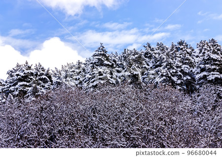 Snow covered trees. 96680044