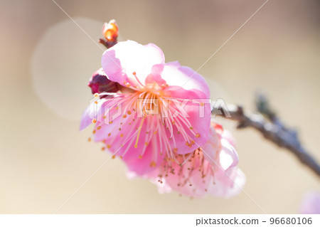 粉紅色的梅花 96680106