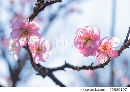 粉紅色的梅花 粉紅色的梅花 96680107