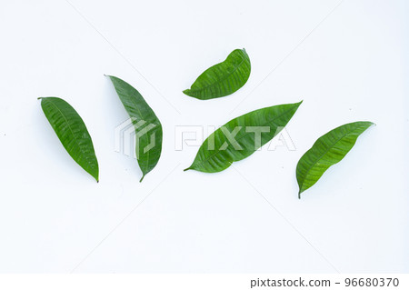 Marian plum leaves on white background 96680370