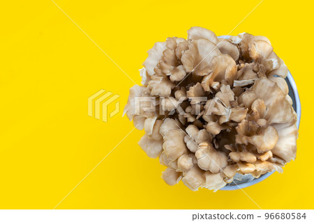 Maitake (Grifola frondose) mushroom on yellow background 96680584