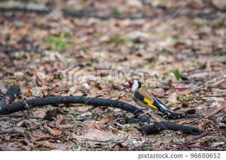 The European goldfinch or simply the goldfinch, Carduelis carduelis, sits on the ground in spring. The European goldfinch in wildlife. The European goldfinch or simply the goldfinch, Carduelis carduelis, sits on the ground in spring. The European goldfinch in wildlife. 96680652