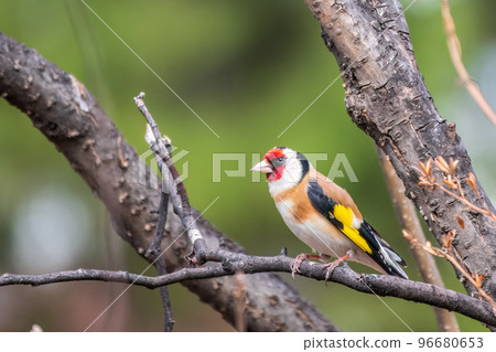 The European goldfinch or simply the goldfinch, Carduelis carduelis, sits on a branch in spring on green background. The European goldfinch in wildlife. 96680653