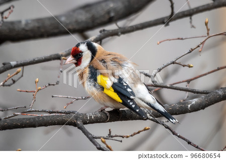 The European goldfinch or simply the goldfinch, Carduelis carduelis, sits on a branch in spring on green background. The European goldfinch in wildlife. The European goldfinch or simply the goldfinch, Carduelis carduelis, sits on a branch in spring on green background. The European goldfinch in wildlife. 96680654