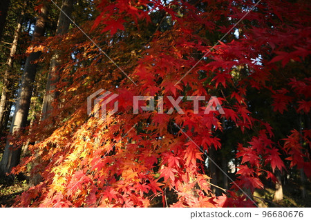 長瀞寶登產 96680676