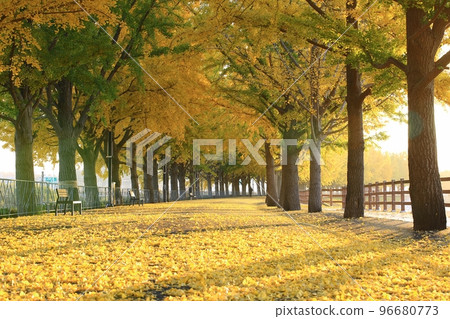 秋天的風景，銀杏樹路 96680773