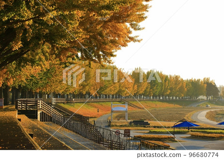 Autumn scenery, ginkgo tree road Autumn scenery, ginkgo tree road 96680774