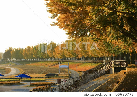 Autumn scenery, ginkgo tree road 96680775