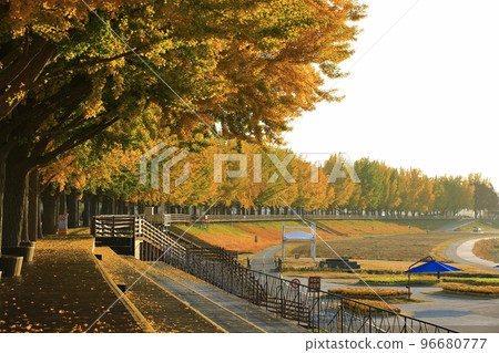 Autumn scenery, ginkgo tree road Autumn scenery, ginkgo tree road 96680777